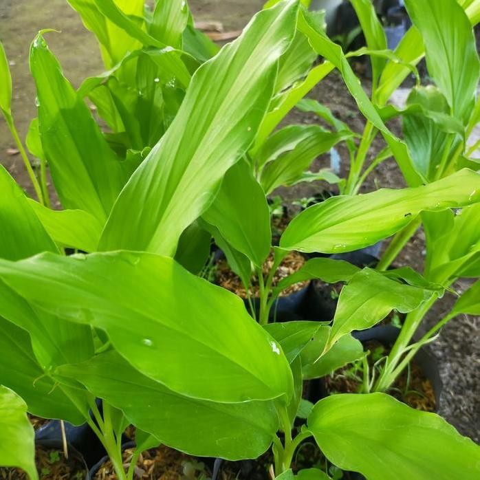 

Terlaris Bibit Tanaman Kunyit/Bibit Tanaman Kunyit Kuning