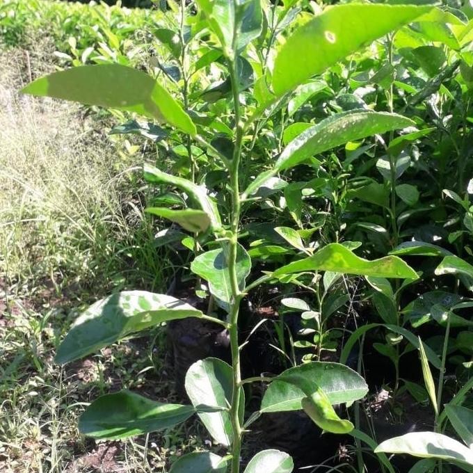

Terlaris Termurah 4 Bibit =Jeruk Purut,Jeruk Nipis,Daun Salam,Blimbing Wuluh Berkualitas