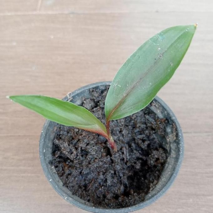 

Terlaris Bibit Kunyit Merah