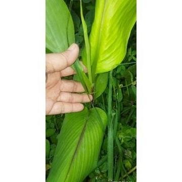 

Terlaris Bibit Kunyit Hitam (Temu Ireng) Beli 5 Gratis 1