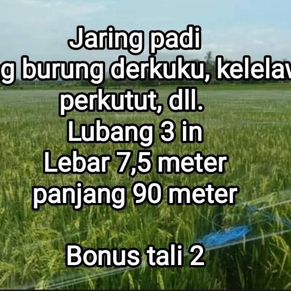 

Terlaris Jaring Burung, Jaring Padi,Jaring Sawah Senar 012 Lubang 3Inci 100X100