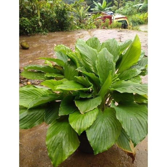 

Terlaris Bibit Kunyit Sayur