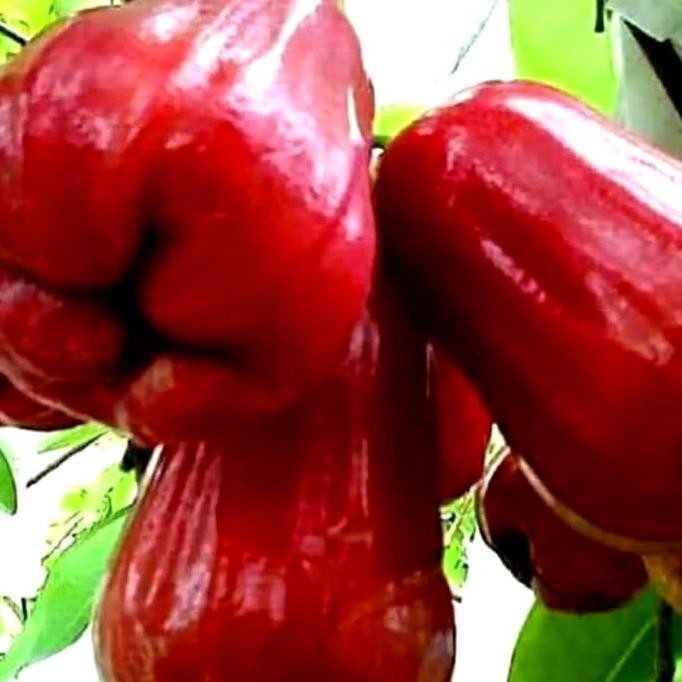 

Terlaris Pohon Jambu Madu Merah / Tanaman Bibit Pohon Jambu Berkualitas Superrr