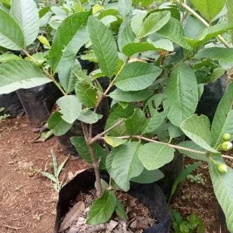 

Terlaris Bibit Jambu Kristal Berbuah/Berbunga