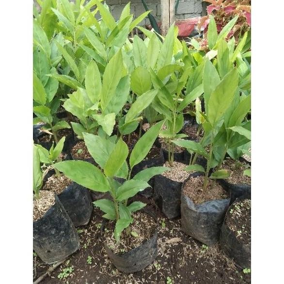 

Terlaris Bibit Kunyit Tanaman Herbal