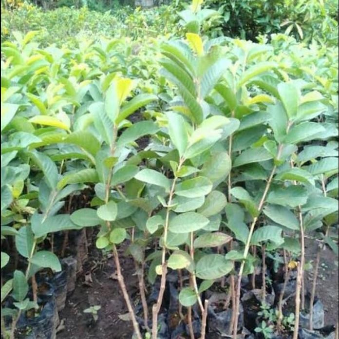 

Terlaris Bibit Jambu Biji Sukun Merah Tanpa Biji