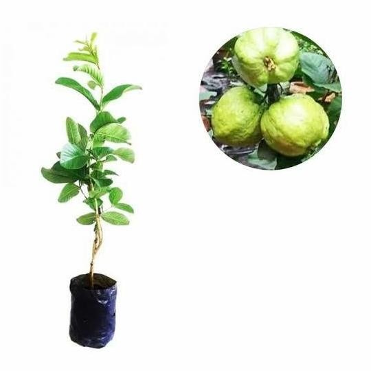 

Terlaris Bibit Tanaman Jambu Kristal Sudah Berbunga Berbuah