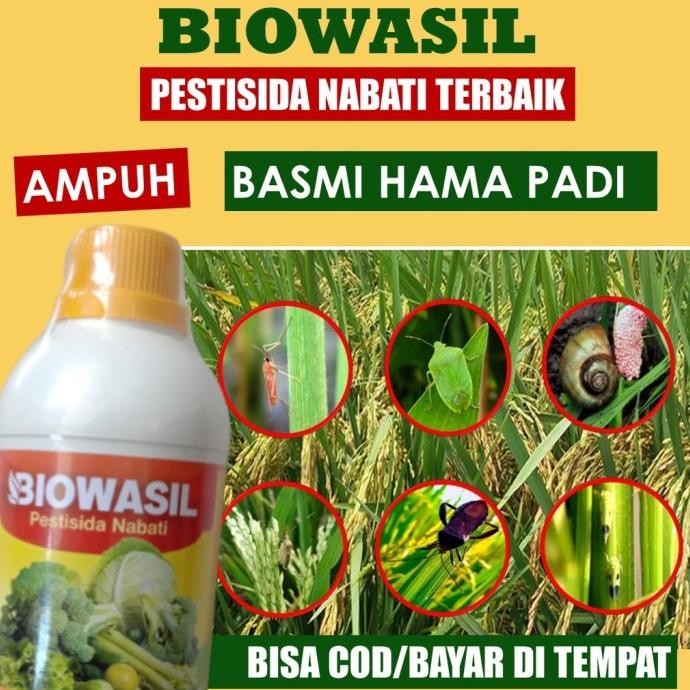 

Terlaris Obat Hama Ulat Padi Sundep Beluk Isi 500 Ml Biowasil - Obat Hama