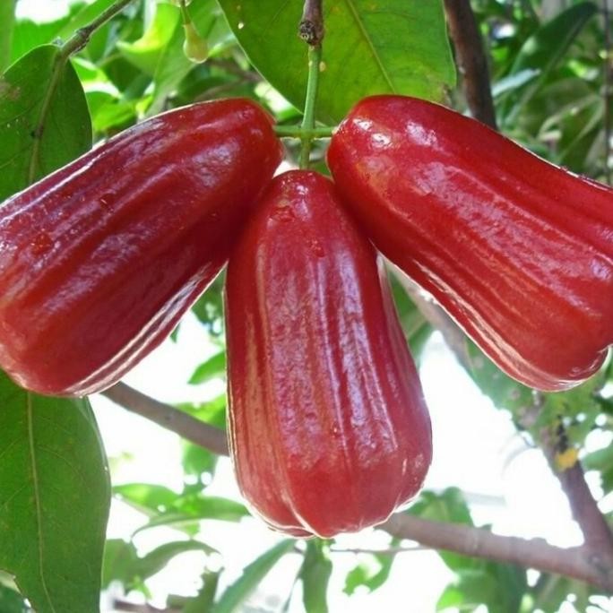 

Terlaris Bibit Tanaman Buah Jambu Air Citra Unggul