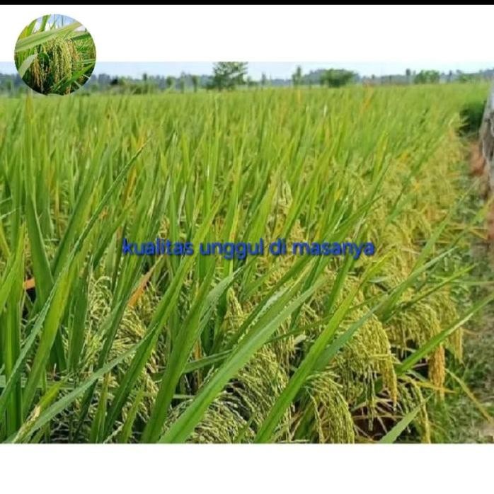 

Terlaris Benihi Bibit Padi Zizania Kualitas Unggul 1Kg