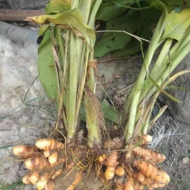 

Terlaris Bibit Kunyit Kuning Sayur