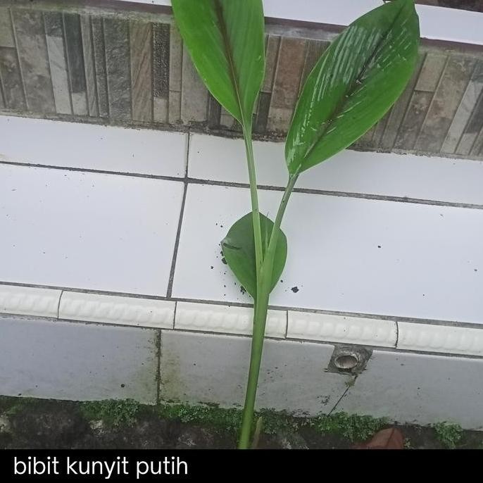 

Terlaris Grosir Bibit Kunyit Putih