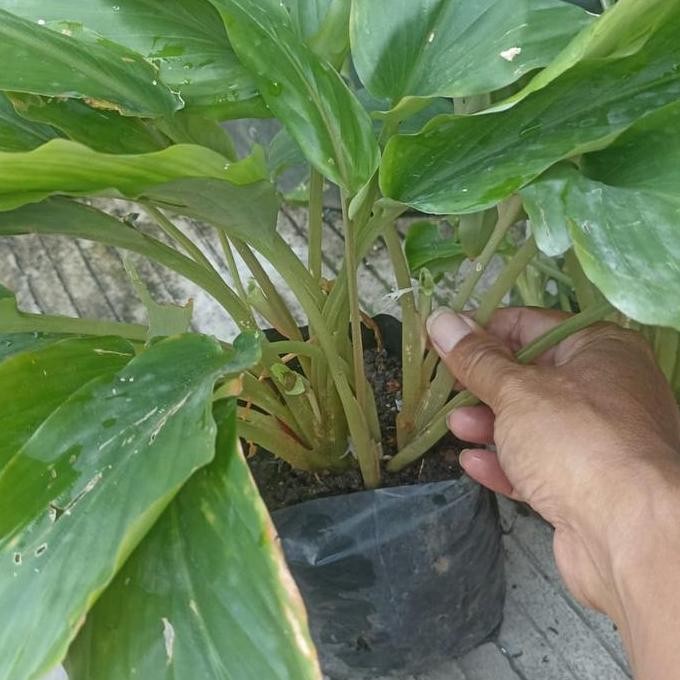 

Terlaris Bibit Kunyit Hitam Kaempferia