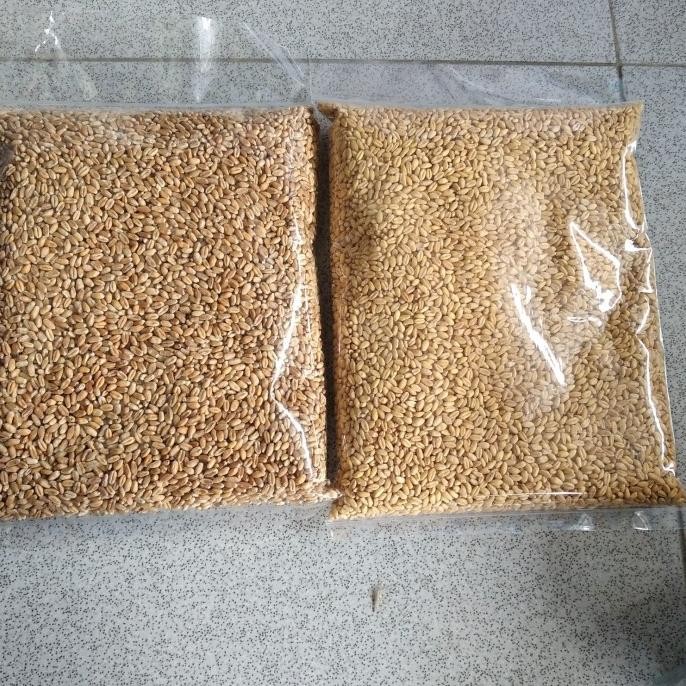 

Terlaris H1Catgrass Wheatgrass Benih Gandum Utuh 1 Kilogram - Kuningtbk