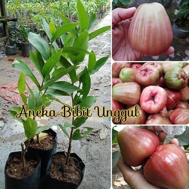 

Terlaris Bibit Jambu Bajang Leang Aneka Bibit Unggul