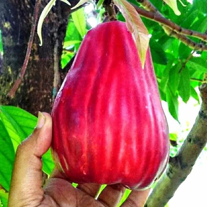 Terlaris Bibit Jambu Jamaika Cepat Berbuwah