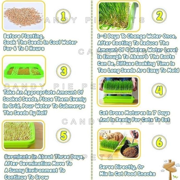 

Terlaris Rumput Kucing Tanpa Tanah Cat Grass Pot Wheatgrass Benih Gandum Kucing