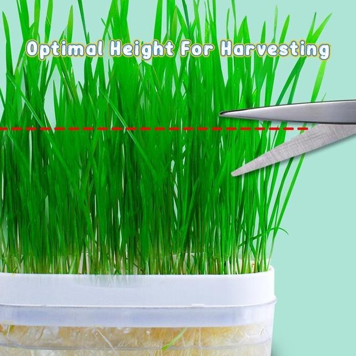 

Terlaris Rumput Kucing Hidroponik Paket Lengkap Cat Grass Tanpa Tanah Benih Gandum Untuk Kucing Wheatgrass