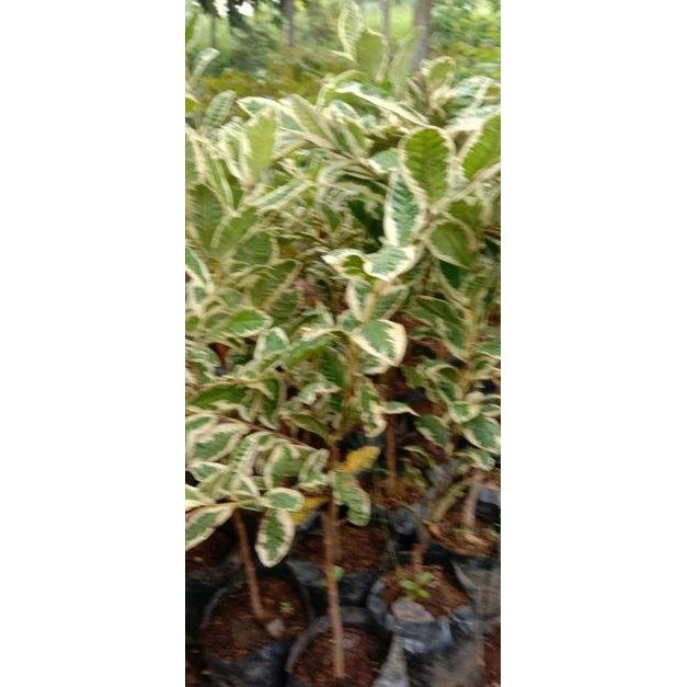 

Terlaris Bibit Jambu Biji Farigata