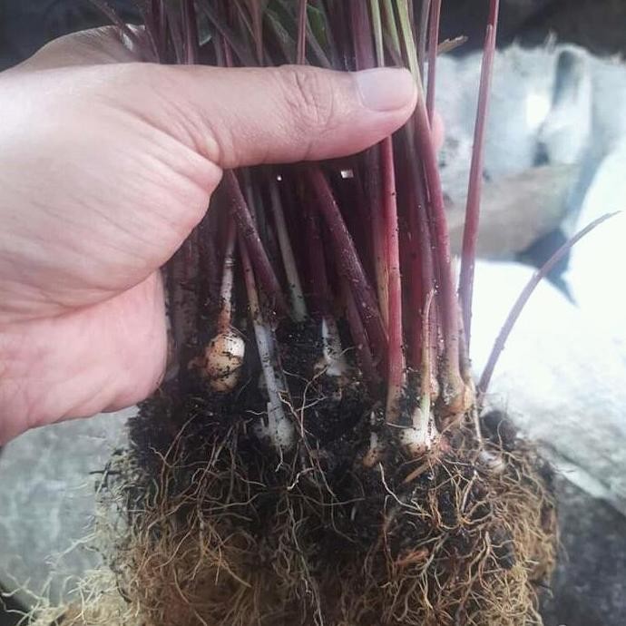 

Terlaris Bibit Kunyit Merah (Curcuma Macrochlamays)