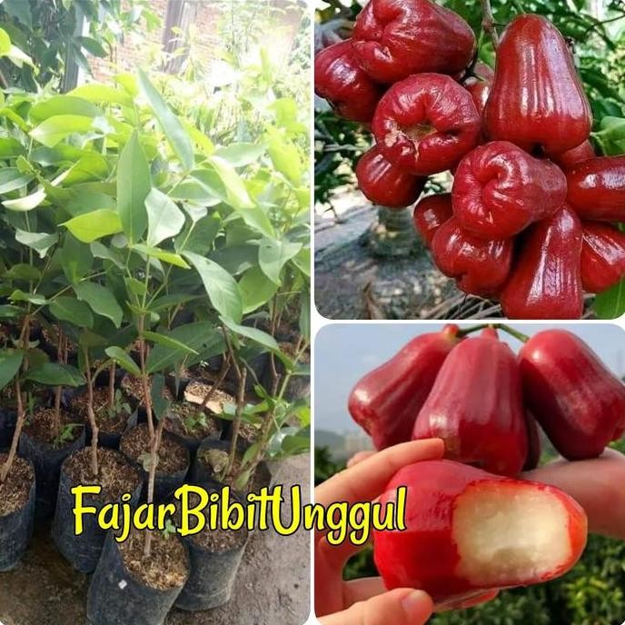 

Terlaris Bibit Jambu Air Madu Deli Merah Super-Fajar Bibit Unggul