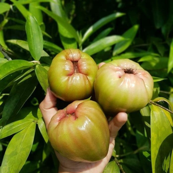 

Terlaris Bibit Jambu Air Cincalo Hijau Bisa
