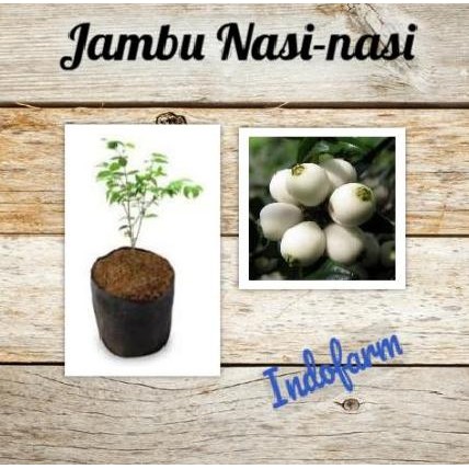 

Terlaris Tanaman Bibit Buah Jambu Nasi-Nasi