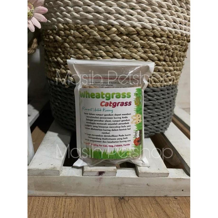 

Terlaris Benih Wheatgrass 50 Gram Rumput Untuk Kucing - Rumput Gandum