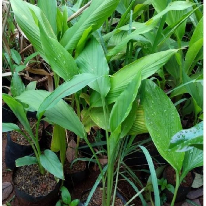 

Terlaris Bibit Kunyit Tanaman Rempah Dapur Tinggi 20-30 Cm Ready Stok Bibit
