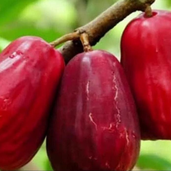 

Terlaris Bibit Pohon Tanaman Buah Jambu Air Bol Jamaica Merah / Maroon Murah