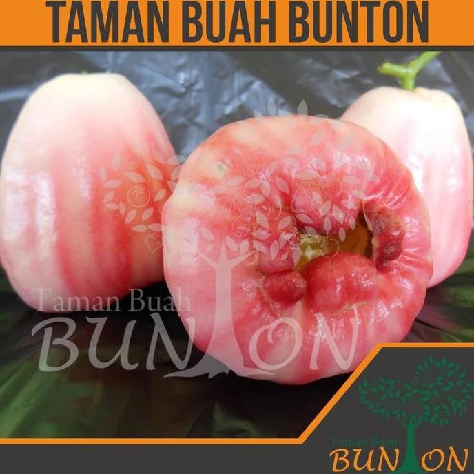 

Terlaris Bibit Tanaman Buah Jambu Air Apel Putih