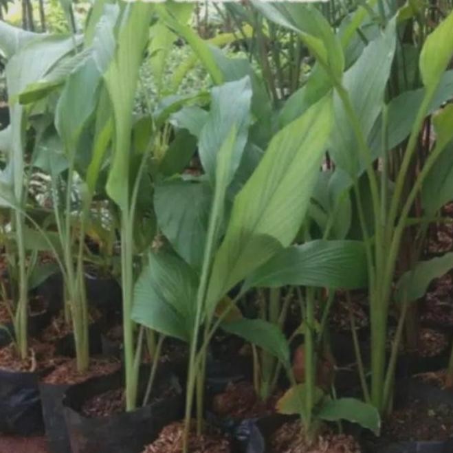 

Terlaris Bibit Kunyit Kuning/Kunir