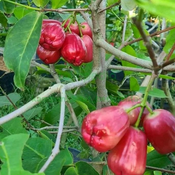 

Terlaris Bibit Jambu Air King Rose Unggul Okulasi Siap Berbuah.