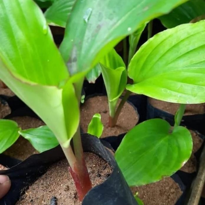 

Terlaris Bibit Kunyit Hitam Asli Bukan Temu Hitam/Ireng Obat Herbal