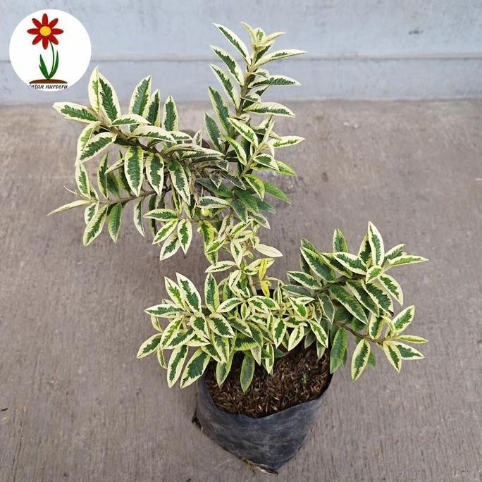 

Terlaris Bibit Tanaman Buah Jambu Kerikil Varigata