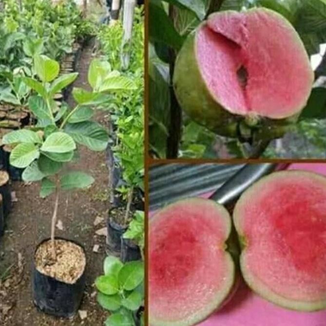

Terlaris Bibit Jambu Kristal Merah Non Biji