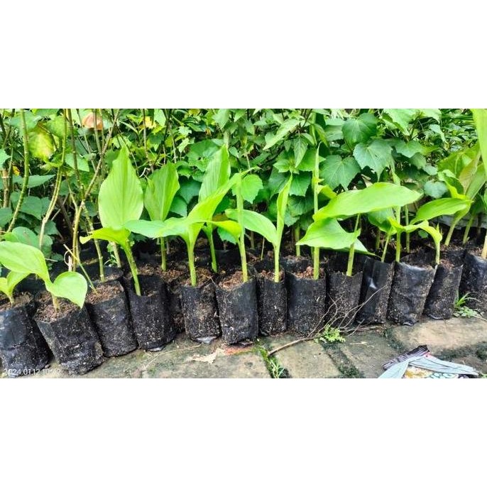 

Terlaris Bibit Tanaman Kunir Atau Kunyit