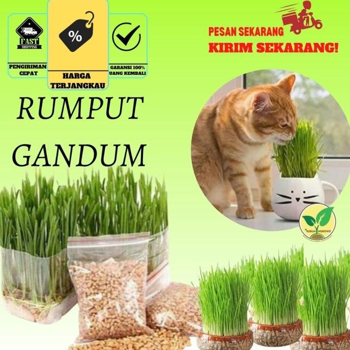

Terlaris Best Seller Benih Bibit Seed Rumput Gandum Untuk Kucing Microogren /Wheat Grass / Wheatgrass Seed Kemasan Aluminium