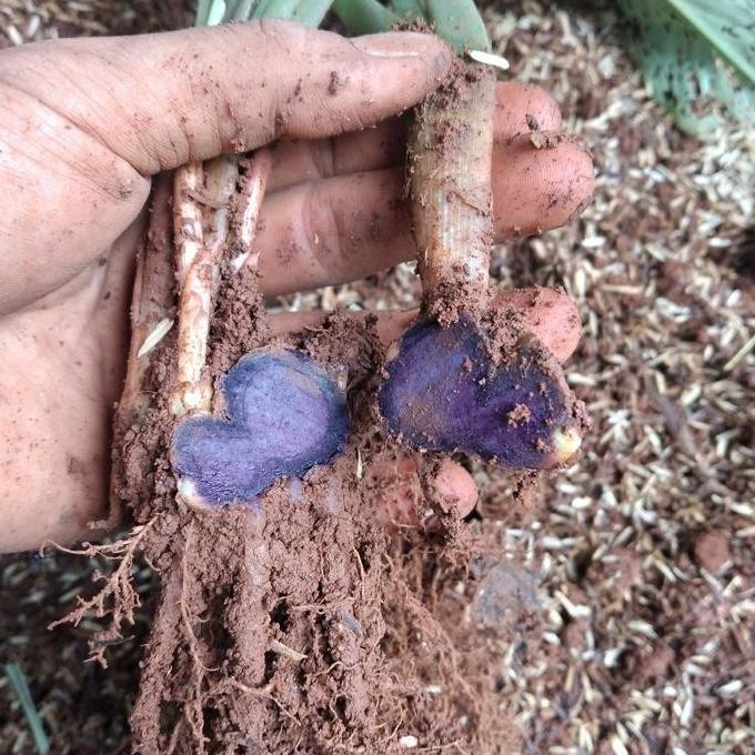 

Terlaris Bibit Kunyit Hitam Asli