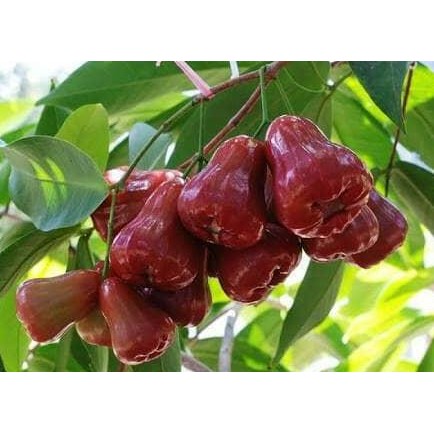 Terlaris Bibit Jambu Demak Super