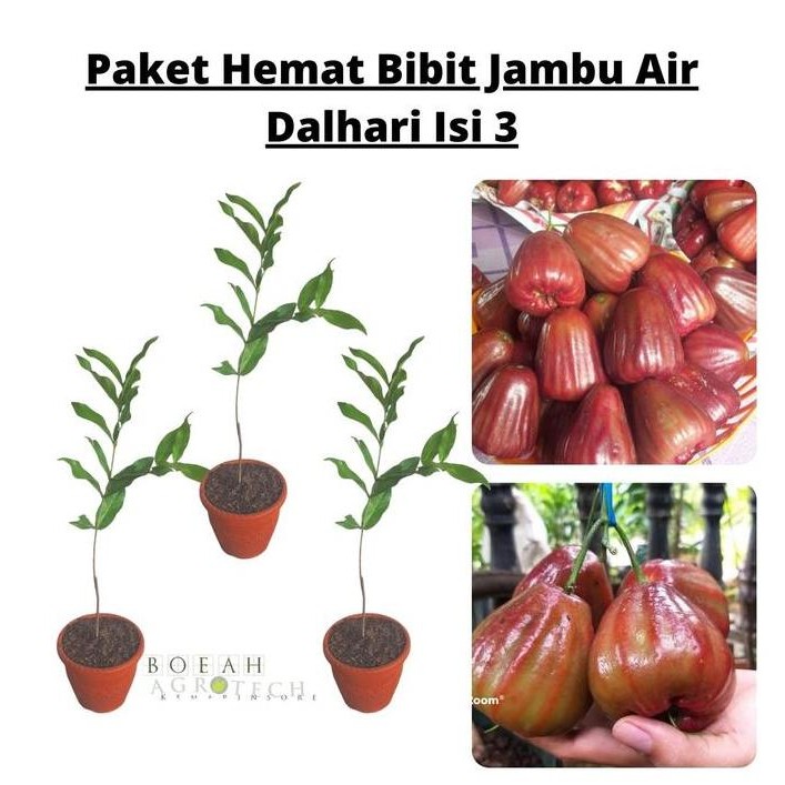 

Terlaris Paket Hemat Bibit Jambu Air Dalhari Okulasi Isi 3