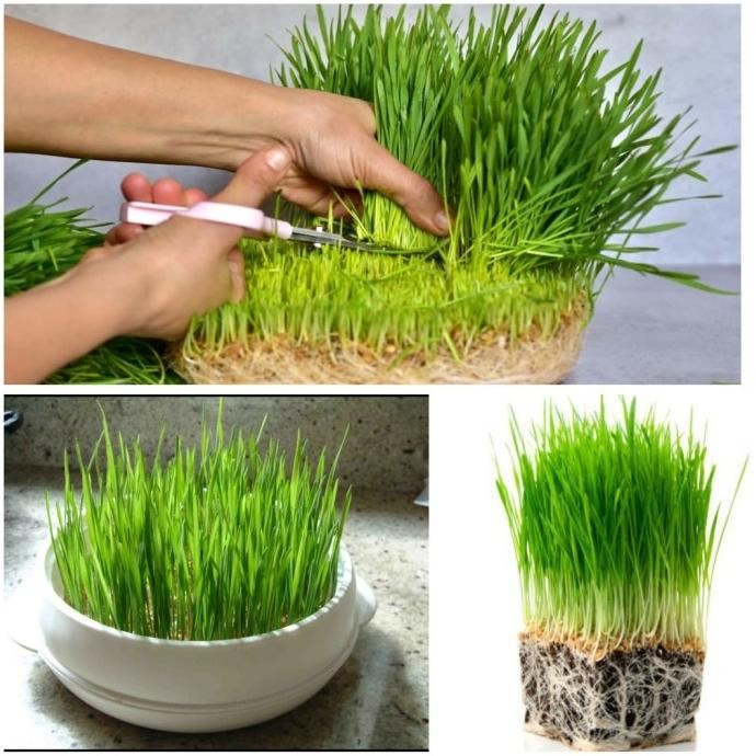 

Terlaris Biji Bibit Benih Gandum 500Gr Premium Repack Wheatgrass Aciuuk 5702Ky