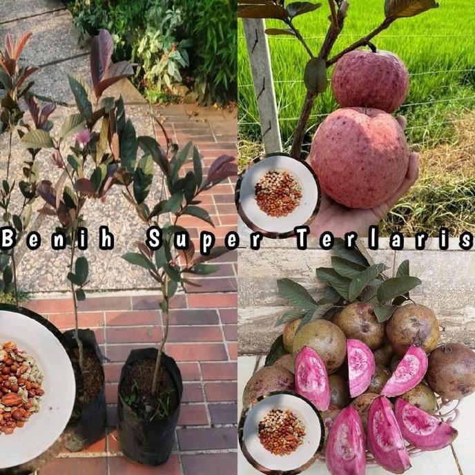 

Terlaris Benih Bibit Jambu Merah Australia Berkualitas Super Unggul