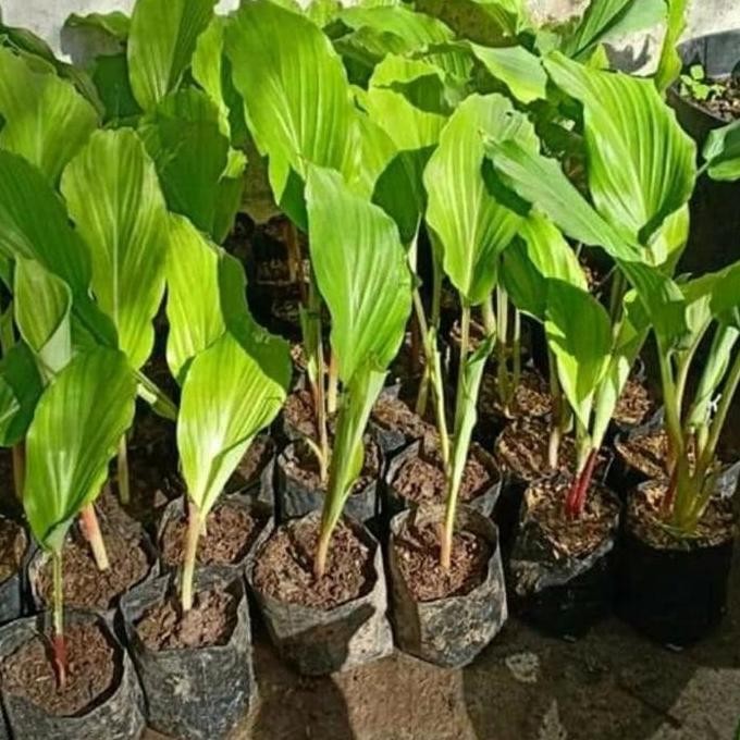 

Terlaris Bibit Tanman Kunyit Hitam Temu Ireng Murah Asli Multifungsi Obat Alami