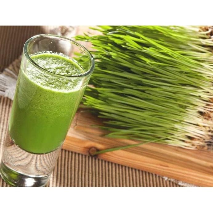 

Terlaris Benih Bibit Biji - Wheatgrass Wheat Cat Grass Rumput Gandum Seeds - Import (50Gr)