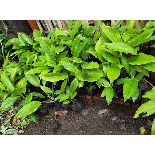 Terlaris Bibit Kunyit Hitam Original