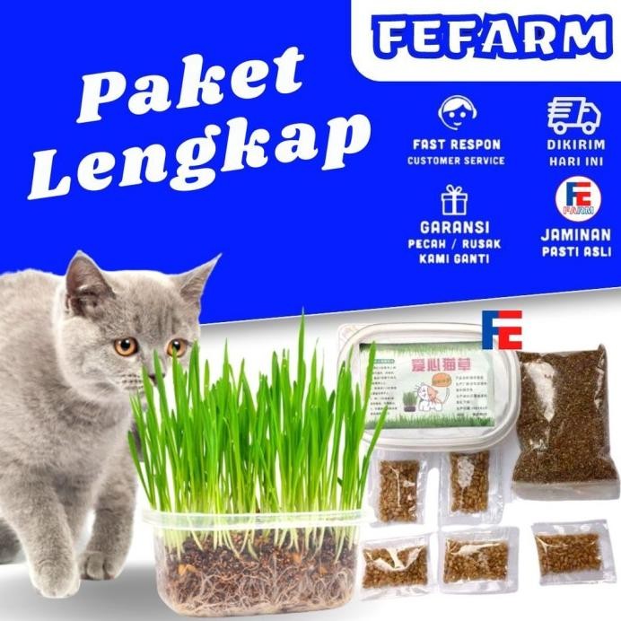 

Terlaris Promo Paket Menanam Rumput Gandum Wheat Grass Catgrass Biji Benih
