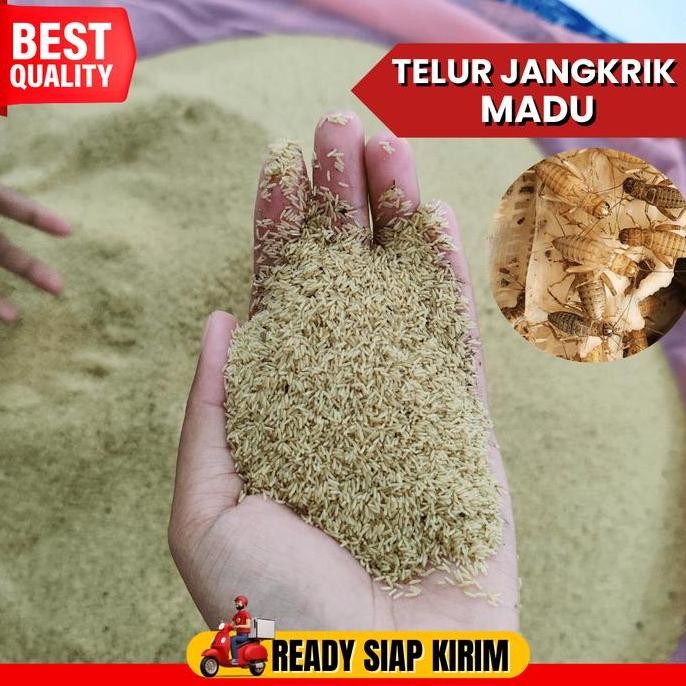 

Terlaris Jual Bibit Jangkrik Jenis Madu Kunyit Telur Jangkrik Kemasan 500 Gram