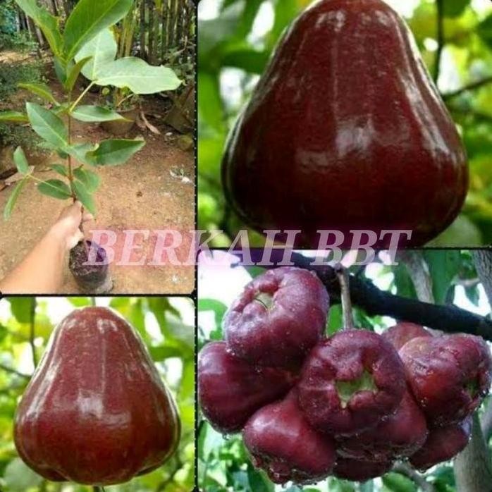 

Terlaris Benih/Bibit Jambu King Rose