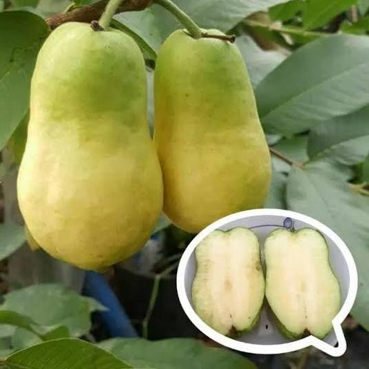 

Terlaris Tanaman Bibit Import Jambu Biji Farang / Thailand